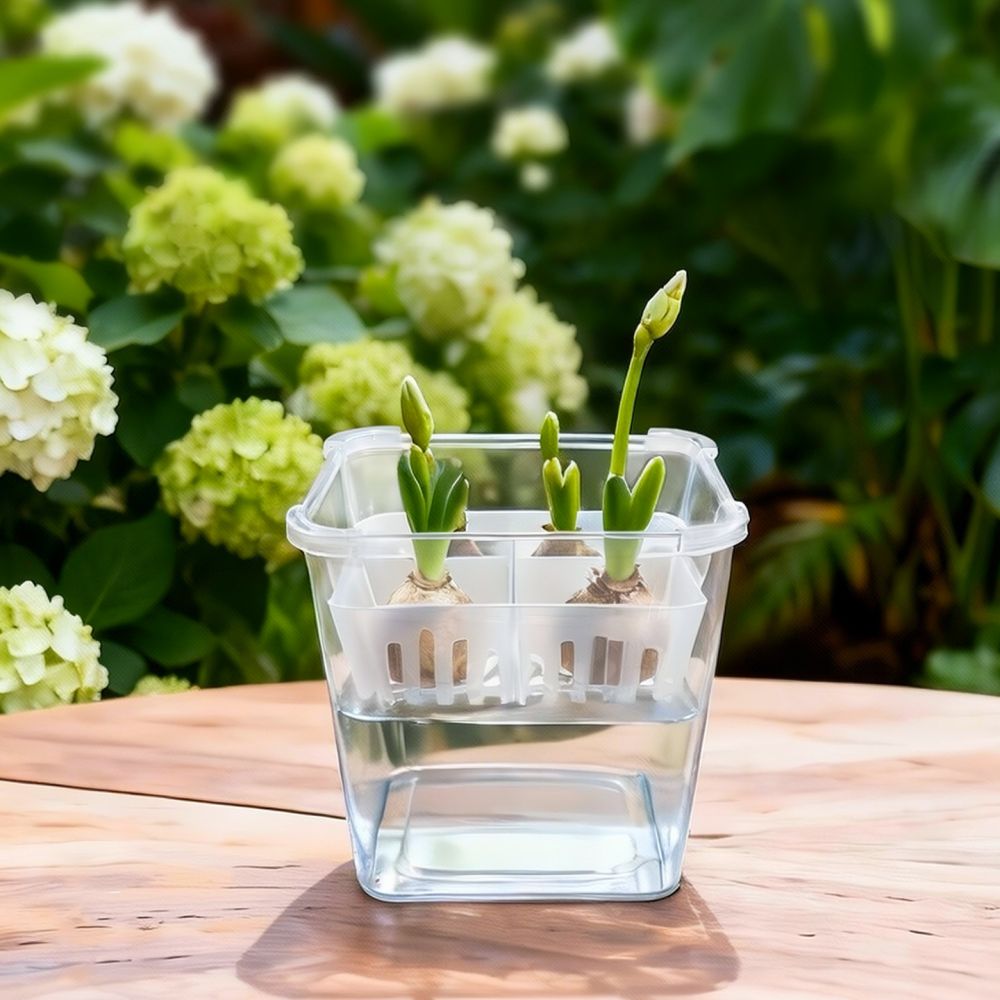 튤립과 백합을 심을 수 있는 투명한 수경 재배용 화분, - Vase Decor 리뷰 및 가격