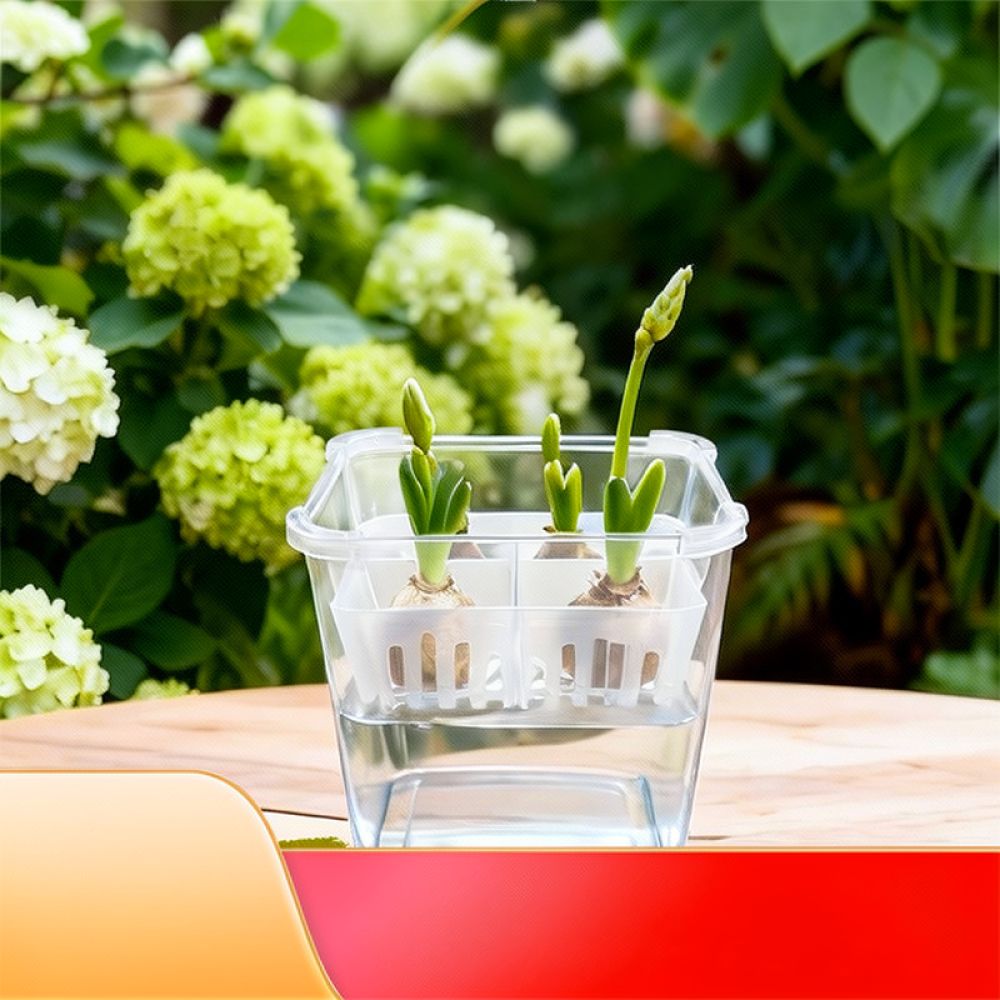 튤립과 백합을 심을 수 있는 투명한 수경 재배용 화분, - Vase Decor 리뷰 및 가격